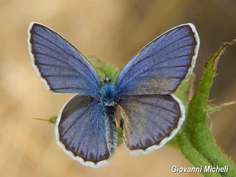 Plebejus.....anche questo argus?